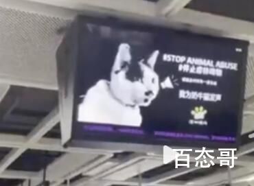 深圳地铁投放反虐动物广告遭投诉 支持地铁支持广告！
