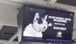 深圳地铁投放反虐动物广告遭投诉 公益广告可以放些不要随意抛弃宠物的内容