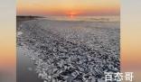 泰国和美国两地大量鱼类死亡 背后的真相让人始料未及