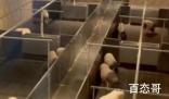 8888元猪景房为何能卖这么贵 到底是怎么回事