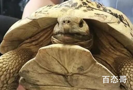 小区惊现40厘米陆龟散步 到底是怎么回事
