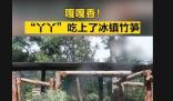 丫丫大口吃冰镇竹笋 这个小日子过得可以的