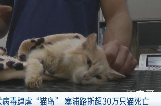 猫冠状病毒蔓延“猫岛”致死率近90% 到底是怎么回事