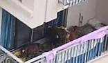 居民在5楼阳台养7头牛被投诉 究竟是怎么一回事