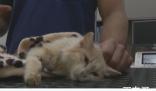 猫冠状病毒蔓延“猫岛”致死率近90% 会不会又爆发鼠疫啊？