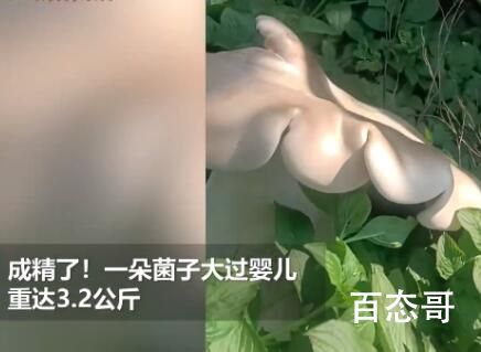 村民挖出3.2公斤巨型野生菌 背后的真相让人始料未及