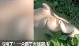 村民挖出3.2公斤巨型野生菌 到底是怎么回事