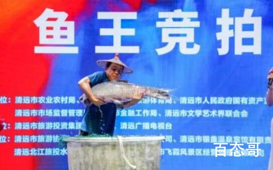 “鱼王”拍出30万 买家当场放生 祝愿好人一生平安