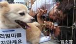 韩国从2027年开始禁食狗肉 背后的真相让人始料未及