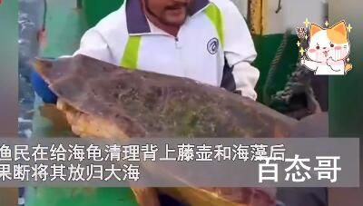 渔民误捕300斤大海龟后果断放生 海龟：我一点都不慌