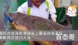 渔民误捕300斤大海龟后果断放生 海龟：我一点都不慌
