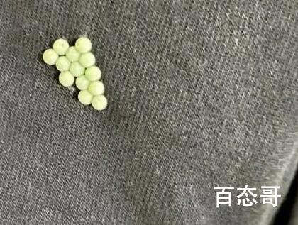 专家:衣服上发现荔蝽虫卵要当心 背后的真相让人始料未及