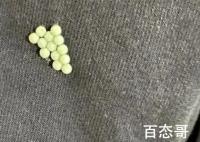 专家:衣服上发现荔蝽虫卵要当心 到底是怎么回事